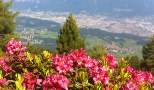 Artikelbild zu Artikel Alpenrosenwanderung über Innsbruck